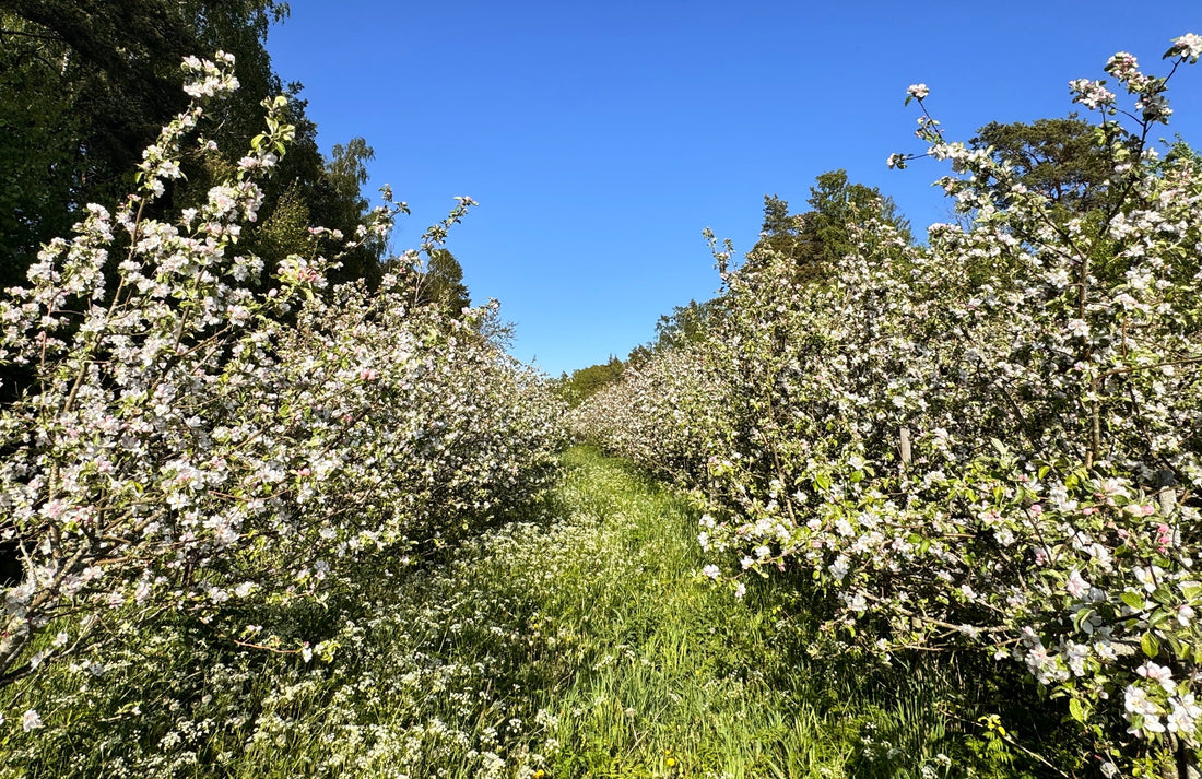 Omenatarha niitetty.